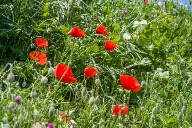 istock red poppy flowers in a field 953466136
