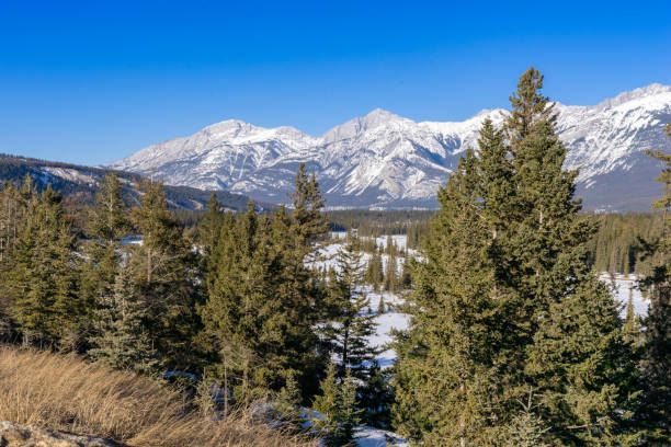istock Athabaska river valley near town of Jasper 953466298