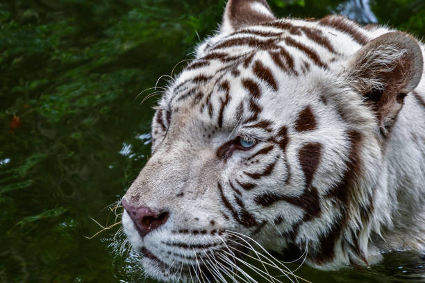 istock White tiger relaxing in water during day time 953468070