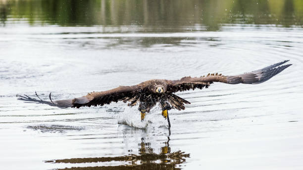 istock Birds of prey - Common Buzzard (Buteo buteo) in lake water 953468324