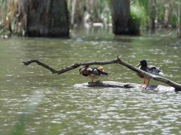 istock Mandarinente auf Waldteich - Mandarin duck on forest pond 953469916