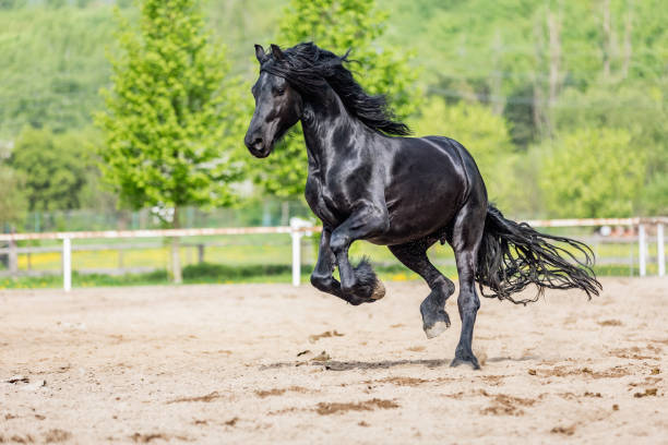 étalon frison noir court galop en journée ensoleillée au printemps - horse black stallion friesian horse photos et images de collection