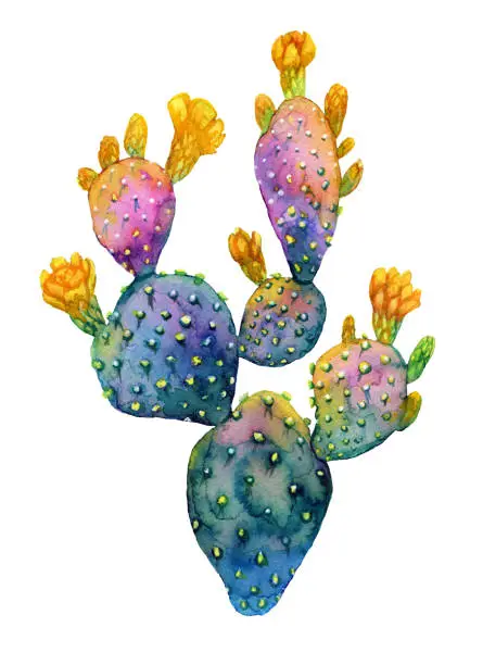 Photo of Watercolor hand drawn cactus. Blooming opuntia.