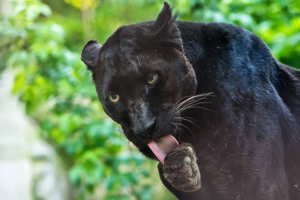 black panther in captivity - leopard prowling black leopard undomesticated cat imagens e fotografias de stock