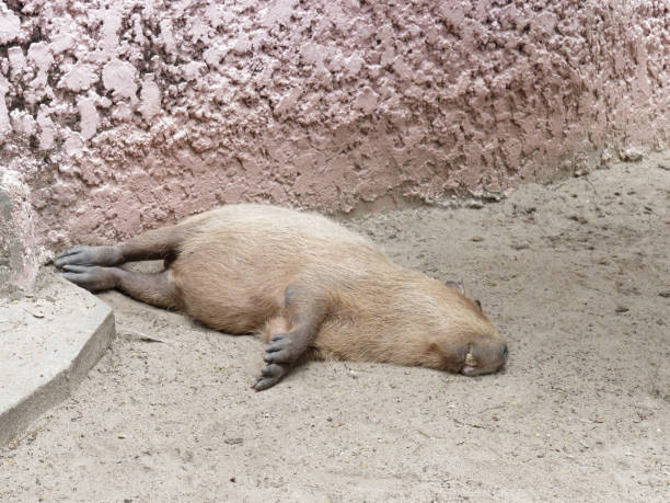 Big brown capybara, biggest rodents, sleeping like a log or sleeping away open mouth show his two big teeth