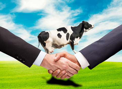 Two businessman handshaking front of the flying cow