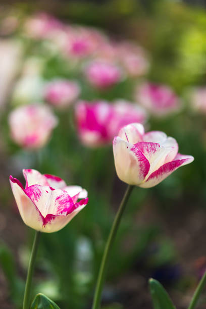 istock Field of tulips flowers 953478606