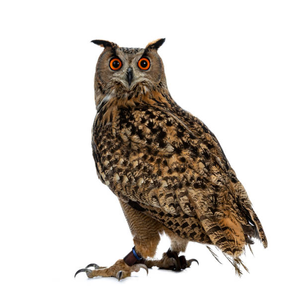 istock Turkmenian Eagle owl / bubo bubo turcomanus sitting isolated on white background looking over shoulder in lens 953479406