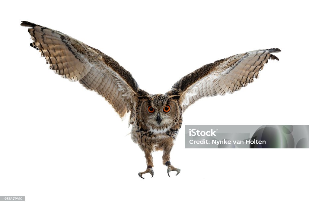 Turkmenischen Uhu / Bubo Bubo Turcomanus im Flug / Landung isoliert auf weißem Hintergrund mit Blick auf Linse - Lizenzfrei Eule Stock-Foto