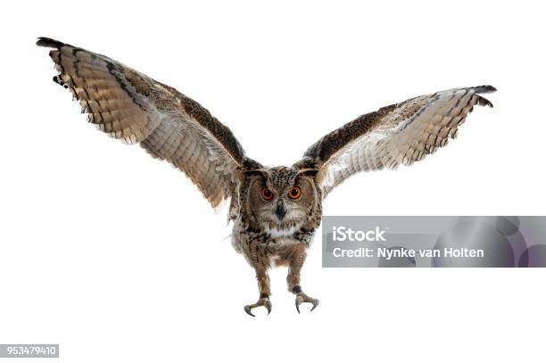 Turkmenischen Uhu Bubo Bubo Turcomanus Im Flug Landung Isoliert Auf Weißem Hintergrund Mit Blick Auf Linse Stockfoto und mehr Bilder von Eule