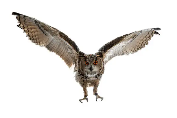 Photo of Turkmenian Eagle owl / bubo bubo turcomanus in flight / landing isolated on white background looking at lens