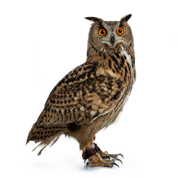 istock Turkmenian Eagle owl / bubo bubo turcomanus sitting side ways isolated on white background looking over shoulder in lens 953479446