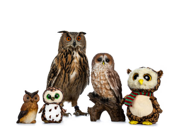 istock Row / collection of owls; stuffed animals, ceramic and Turkmenian Eagle owl / bubo bubo turcomanus sitting isolated on white background looking straight in lens 953479462