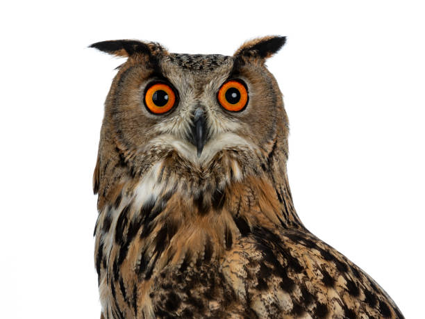istock Head shot of Turkmenian Eagle owl / bubo bubo turcomanus s isolated on white background looking in lens 953479718
