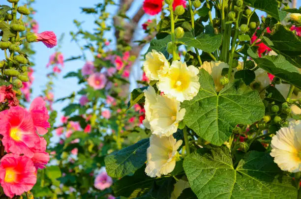 alcea,background,beautiful,beauty,bloom,blooming,blossom,bright,closeup,color,colorful,field,flora,floral,flower,garden,green,hollyhock,hollyhocks,leaf,natural,nature,outdoor,park,petal,pink,plant,red,rosea,spring,summer,white