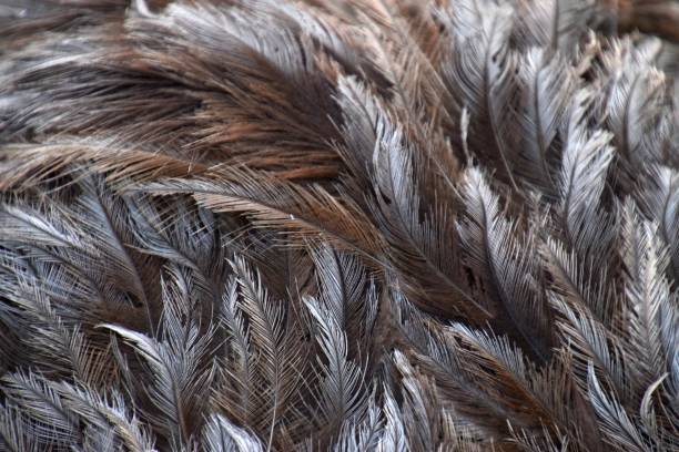 istock grey and brown feathers of an emu 953481230