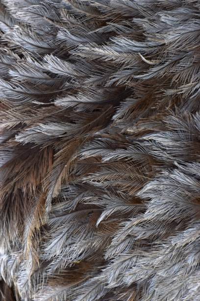 istock grey feather of an emu bird 953481428