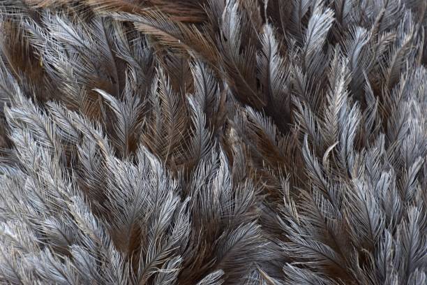 istock grey plumage of a rhea 953481652
