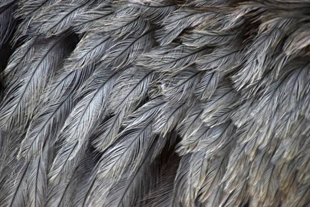 istock feathers of a greater rhea 953481890