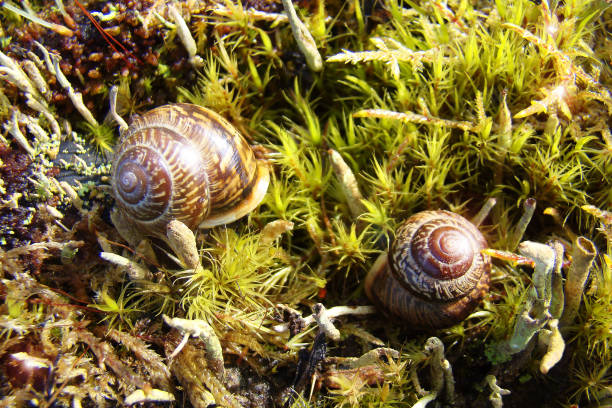 istock Small secrets of the forest. 953482058