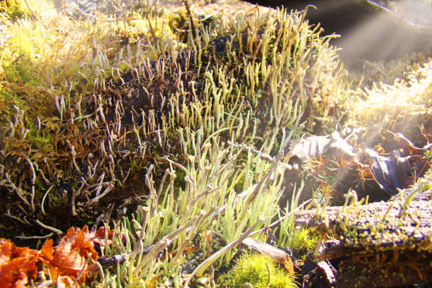 istock A rich kingdom of lichens. 953482458