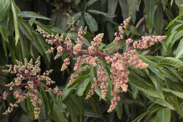 istock Mango tree pink blossom close up, nature background 953482772