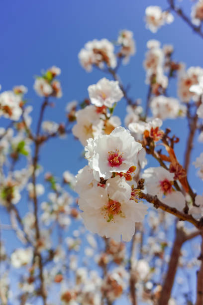 istock Almonds tree blossom, springtime in orchard, nature background with blue sky 953482780