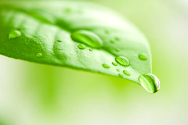 Green leaf with water drops in focus on abstract background
