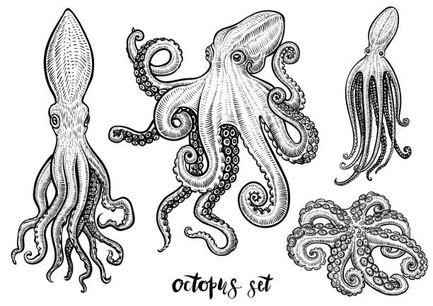 illustrations, cliparts, dessins animés et icônes de main de poulpe tirées des illustrations vectorielles. black gravure esquisse isolé sur blanc. - octopus