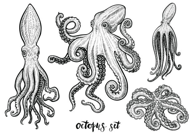 Octopus hand drawn vector illustrations. Black engraving sketch isolated on white. Octopus hand drawn vector illustrations. Black engraving line art set isolated on white. tentacle stock illustrations