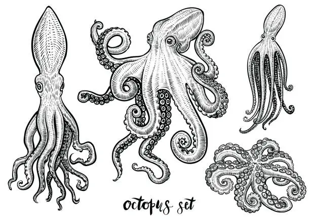 Vector illustration of Octopus hand drawn vector illustrations. Black engraving sketch isolated on white.