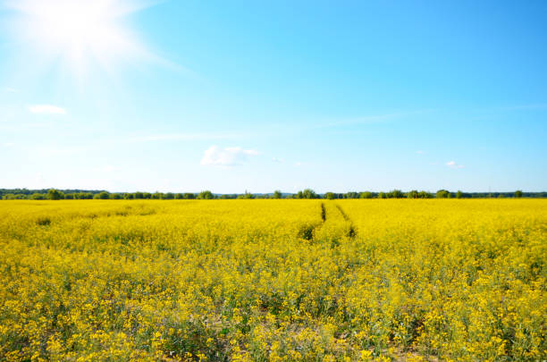istock Bright yellow canola field under blue sky summer day 953505770