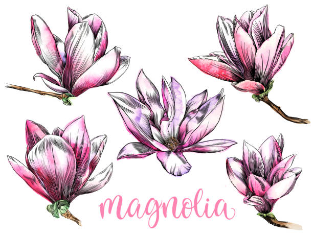 illustrazioni stock, clip art, cartoni animati e icone di tendenza di disegno a penna e inchiostro di un fiore di magnolia con elementi acquerello - magnolia blossom flower head single flower