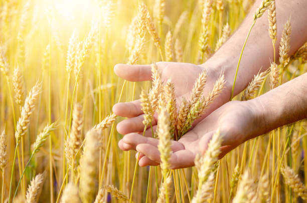 istock Wheat ears and the hand. Harvest concept 953507202