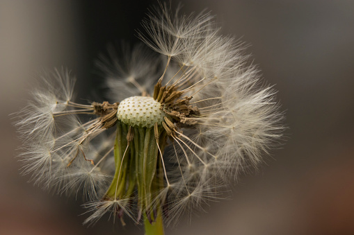 I believe it's wild salsify - Tragopogon - looks like a huge dandelion - closeup of seeds with smooth green background taken in a Governor Knowles State Forest in Northern Wisconsin
