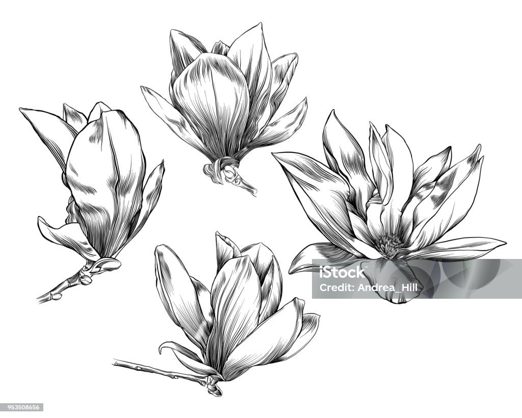 Vector Pen and Ink Drawing of a Magnolia Flower Magnolia stock vector