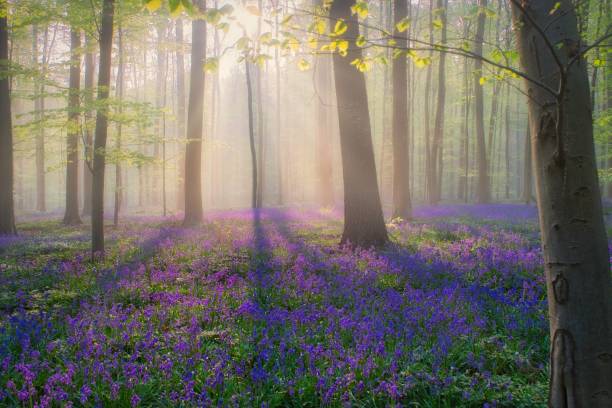istock Magical forest in the morning. 953509210