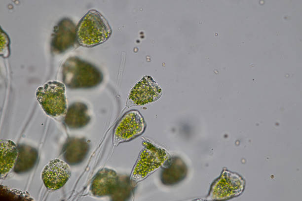 istock Vorticella (organism) in waste water under the microscope. 953511134
