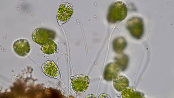 istock Vorticella (organism) in waste water under the microscope. 953511136