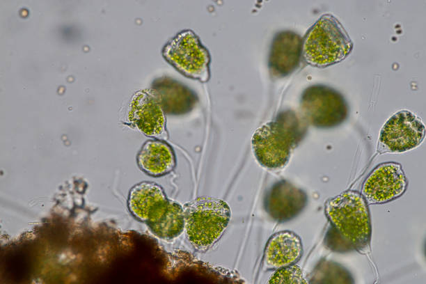 istock Vorticella (organism) in waste water under the microscope. 953511152