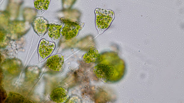 istock Vorticella (organism) in waste water under the microscope. 953511168