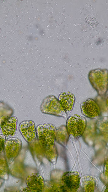istock Vorticella (organism) in waste water under the microscope. 953511194