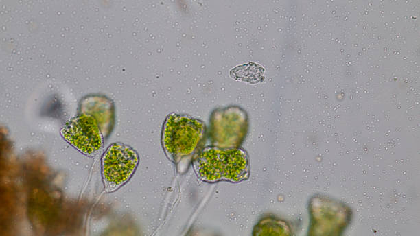 istock Vorticella (organism) in waste water under the microscope. 953511200