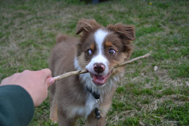istock Australian Shepherd puppy with stick 953511342