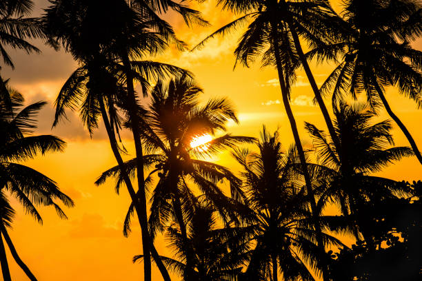 istock silhouettes of palm trees 953512786