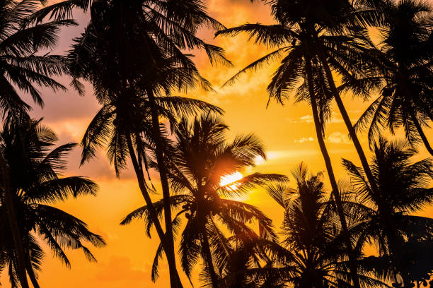 istock silhouettes of palm trees 953512788