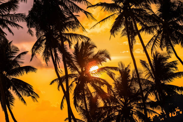 istock silhouettes of palm trees 953512832