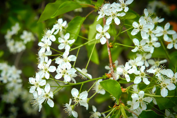 blossoms of a prunus mahaleb - efflorescent imagens e fotografias de stock