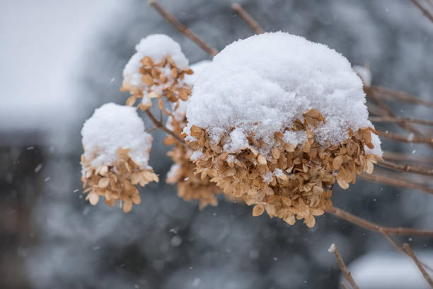 istock Dried flowers in snow 953517596