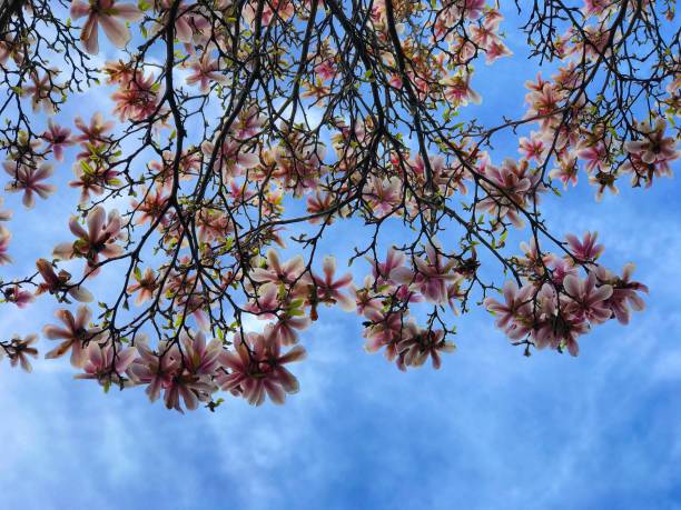 istock Pink Magnolia In A Blue Sky 953518218